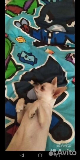 Чихуахуа, той терьеры, карликовый пинчер.Доставка