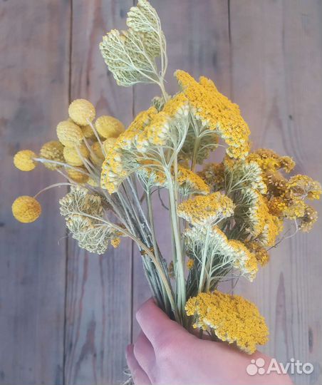 Жёлтые сухоцветы набор тысячелистник краспедия