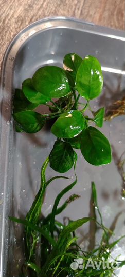 Аквариумные растения