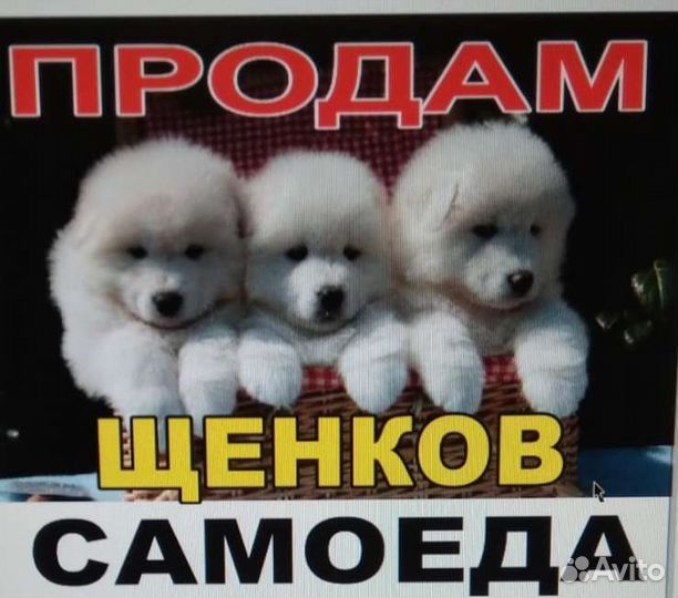 Собака