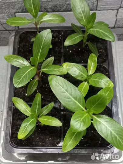 Барвинок (рассада)