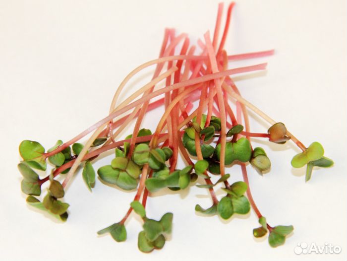 Семена для микрозелени