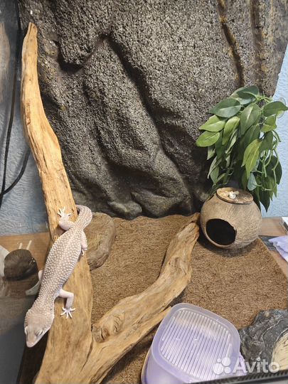 Эублефар самка