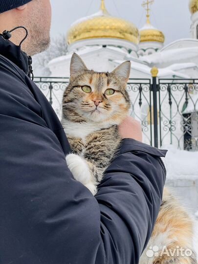 Яркая Сима в заботливые руки