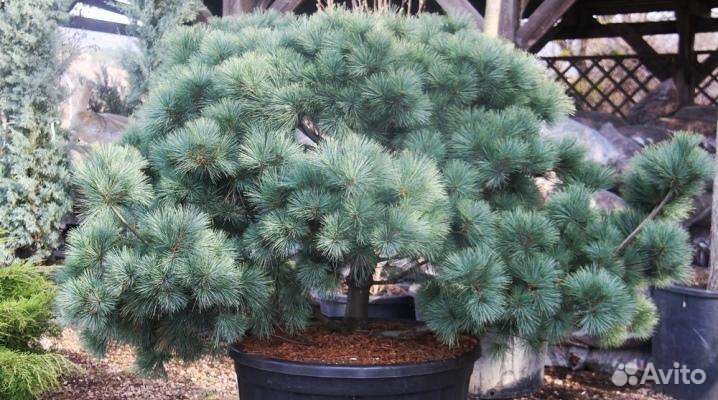 Сосна веймутова