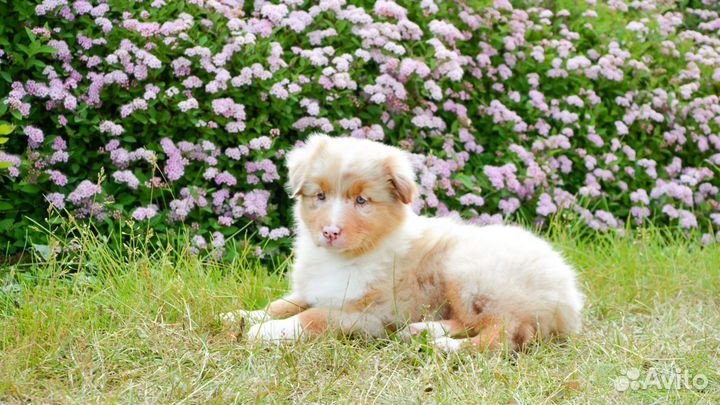 Малыши Аусси с документами