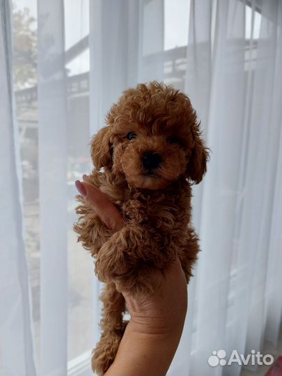 Пуделек - тойчик