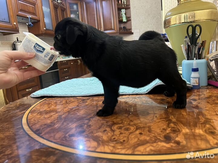 Черная девочка мопса