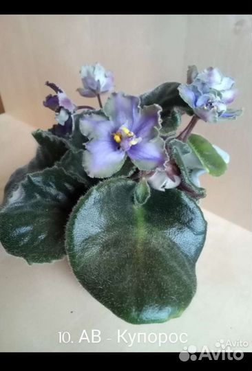 Фиалки сортовые цветущие