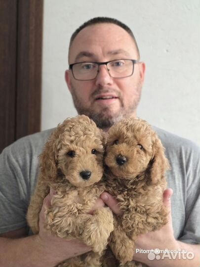 Миниатюрный пудель