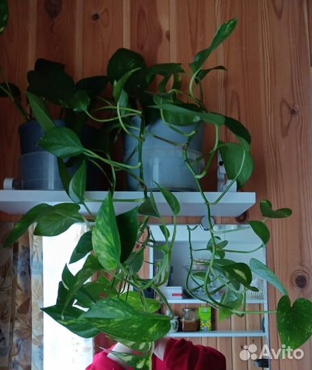 Сциндапсус