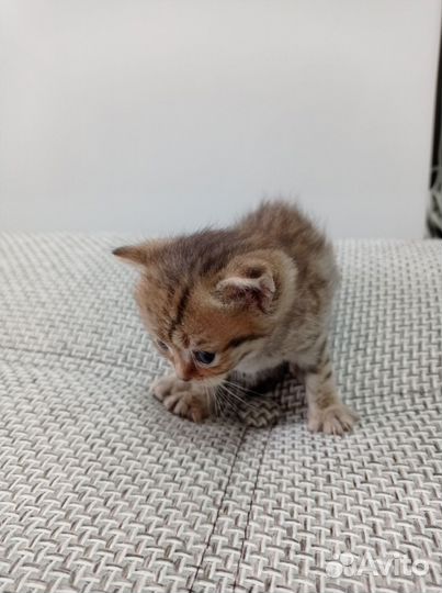 Шотландские вислоухие котята