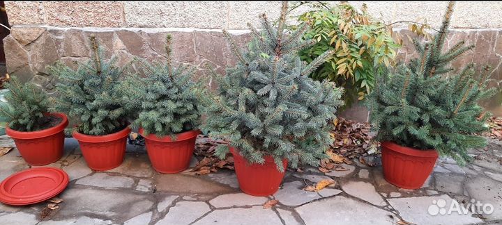 Кремлевские елки