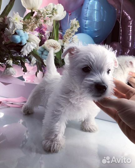 Вест хайленд вайт терьер