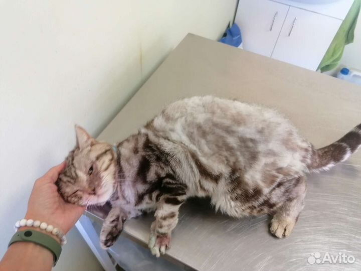 Кот шотландский в хорошие руки