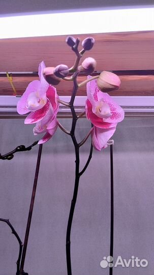 Орхидея фаленопсис. Сорт Компилейшен