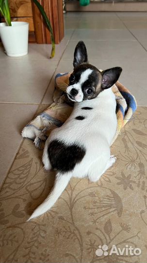 Собака, щенок