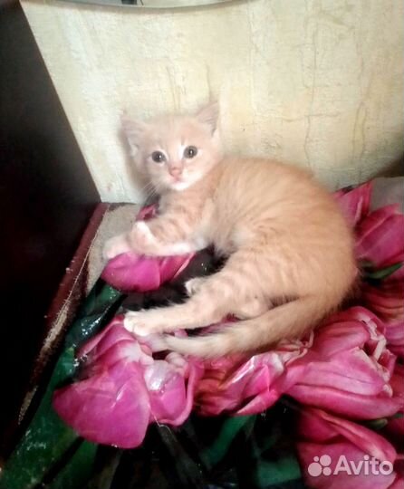 Котик рыжик