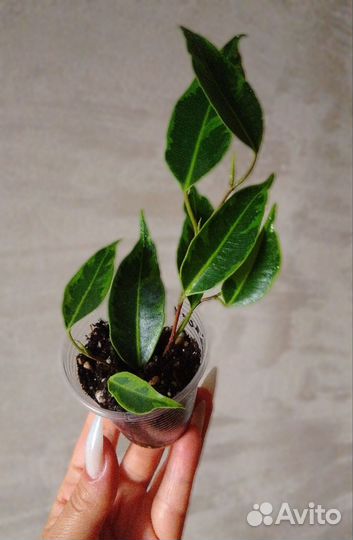 Сортовые фикусы