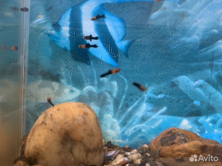 Мальки тигрового меченосца