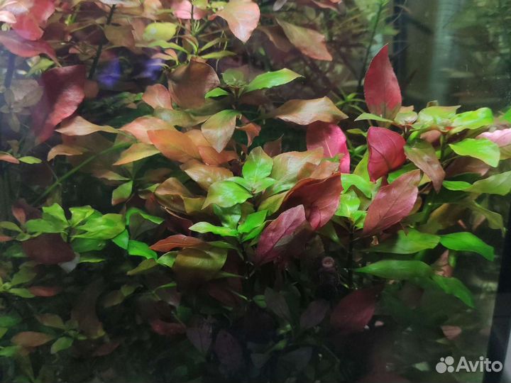 Аквариумные растения