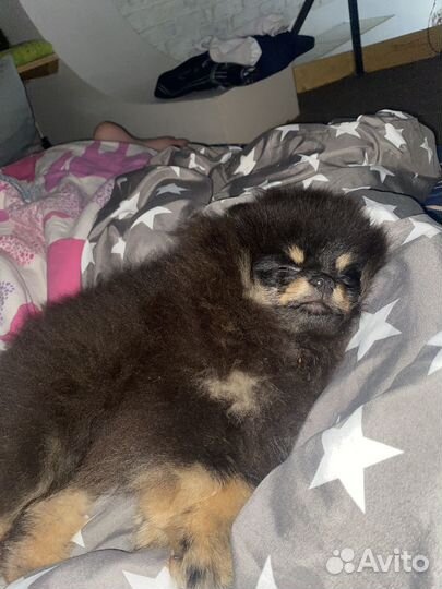 Мини шпиц щенок