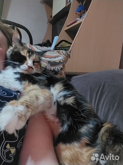 Котята мейн-кун