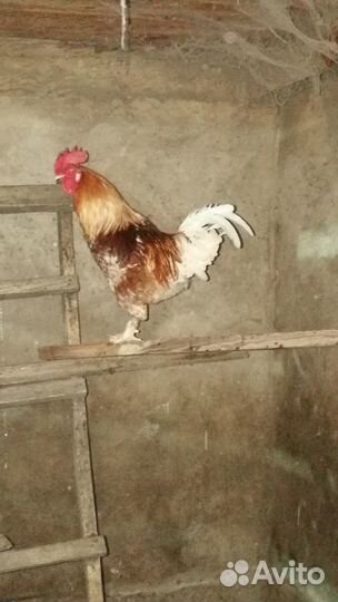 Петухи