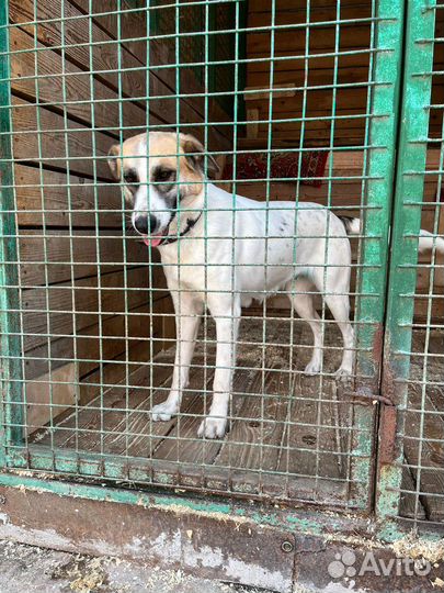 Бывшедомашняя нежная Скарлетт ищет новый дом