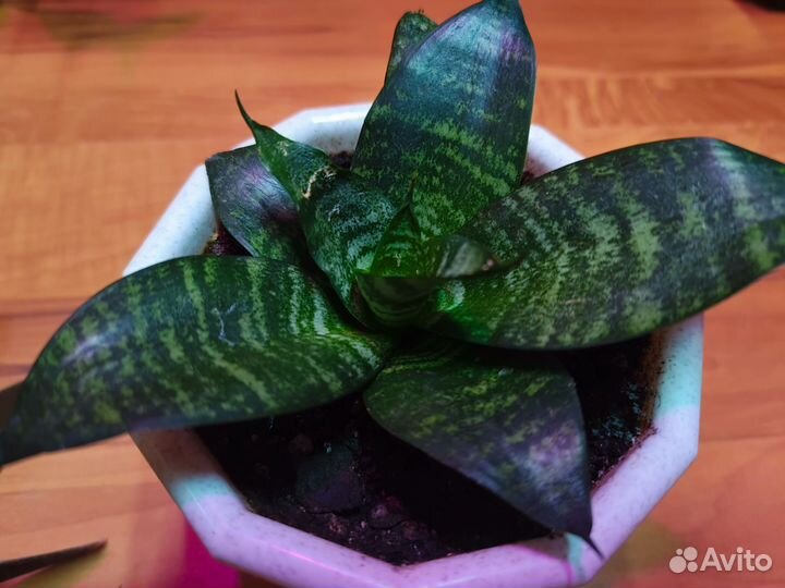 Сансевиерия цветочные кашпо горшки