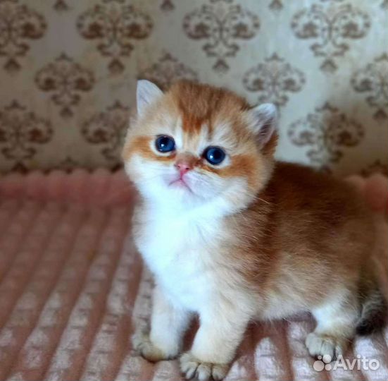 Золотые британчики