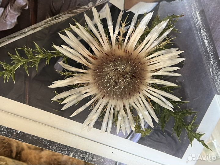 Букэнды/подставки для книг винтаж. Германия