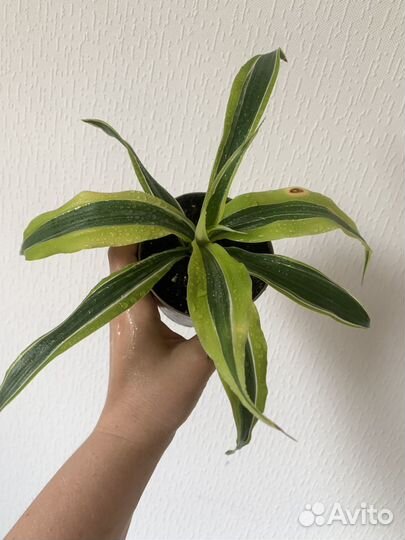 Хлорофитум вариегатный Драцена