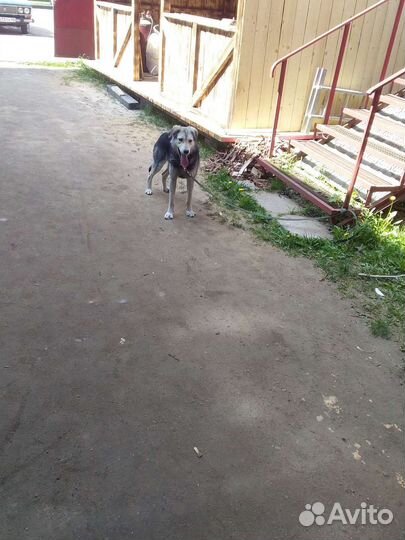 Собака в добрые руки бесплатно