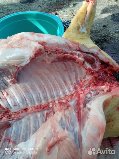 Домашнее мясо свины