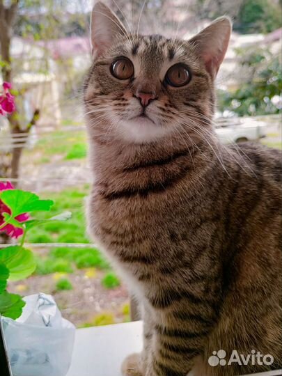 Кошка в дар