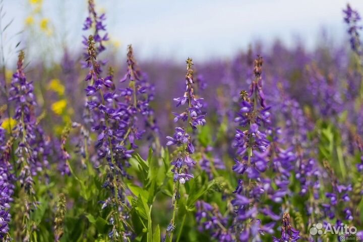 Семена козлятника