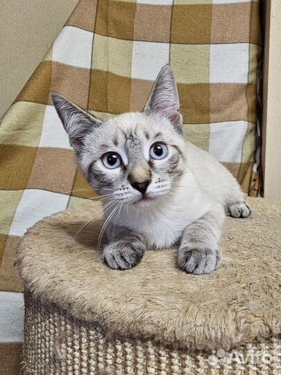 Котенок-компаньон ищет дом