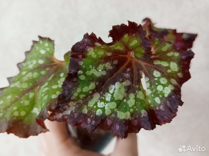 Бегония декоративнолиственная