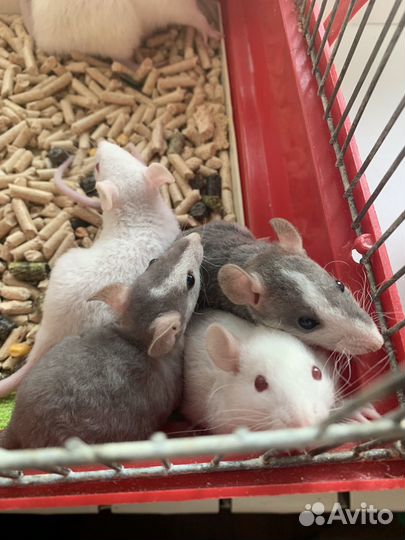 Крысята