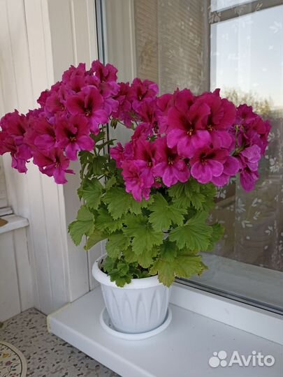 Герань пеларгония