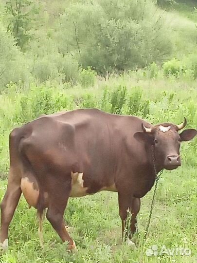 Корова дойная молочного направления, теленок