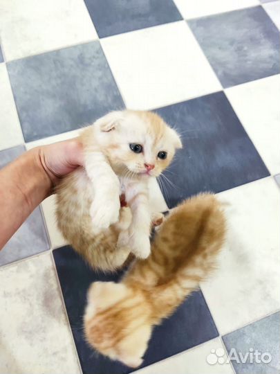 Шотландские котята