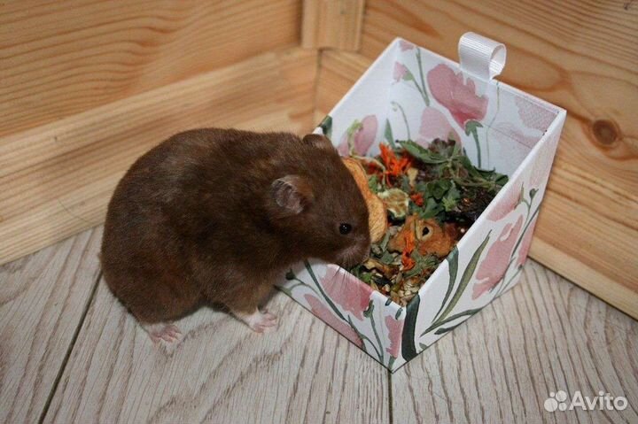 Мешанина для сирийских хомяков