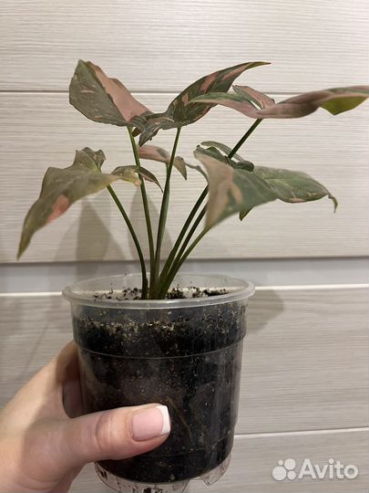 Сингониумы разные