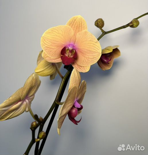 Орхидея фаленопсис