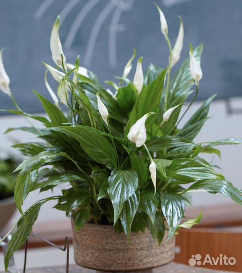 Спатифиллум Шопен мини, карликовый Petite