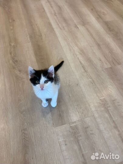 Кошка в дар