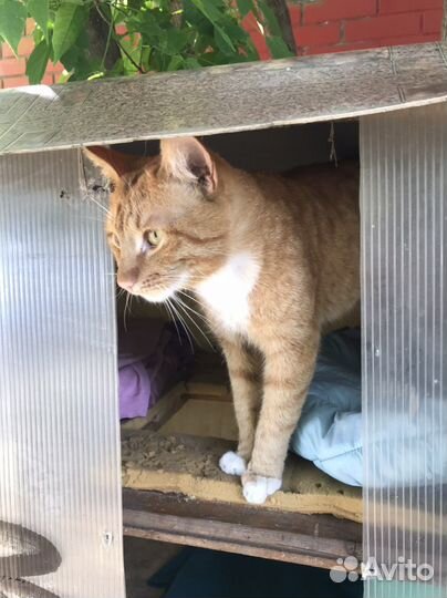 Рыжий Савелий розовый нос в добрые руки