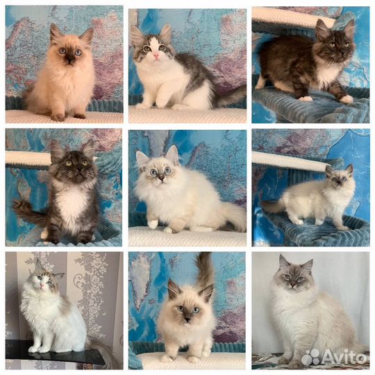 Котята